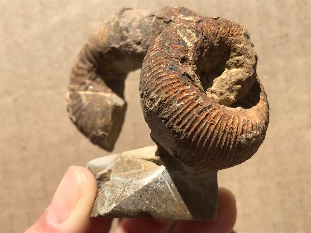 【限定価格】マダガスカル産　異常巻きアンモナイト化石（ノストセラス）　稀少