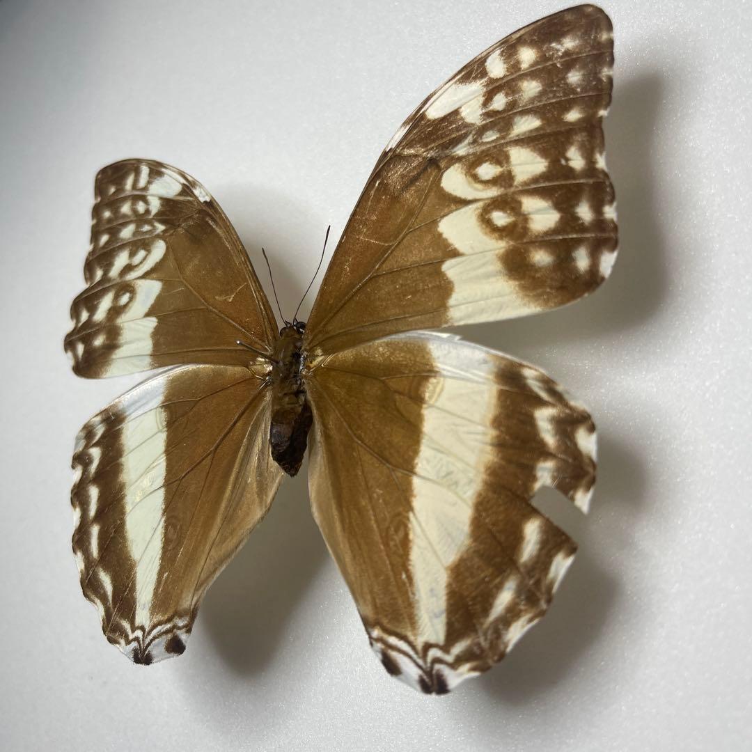 モルフォ蝶adanis huallaga