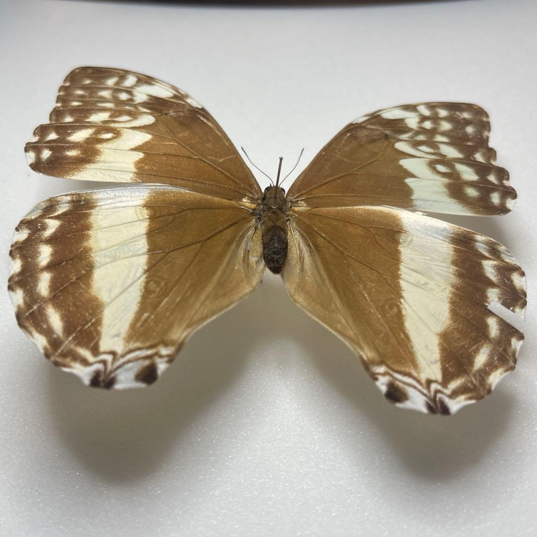 モルフォ蝶adanis huallaga