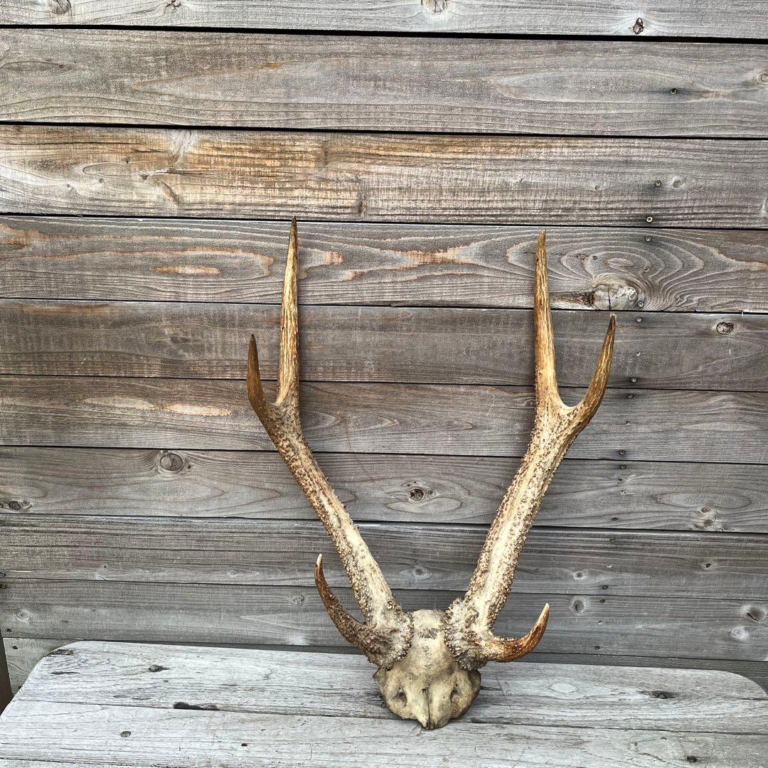 ヴィンテージ鹿ツノ