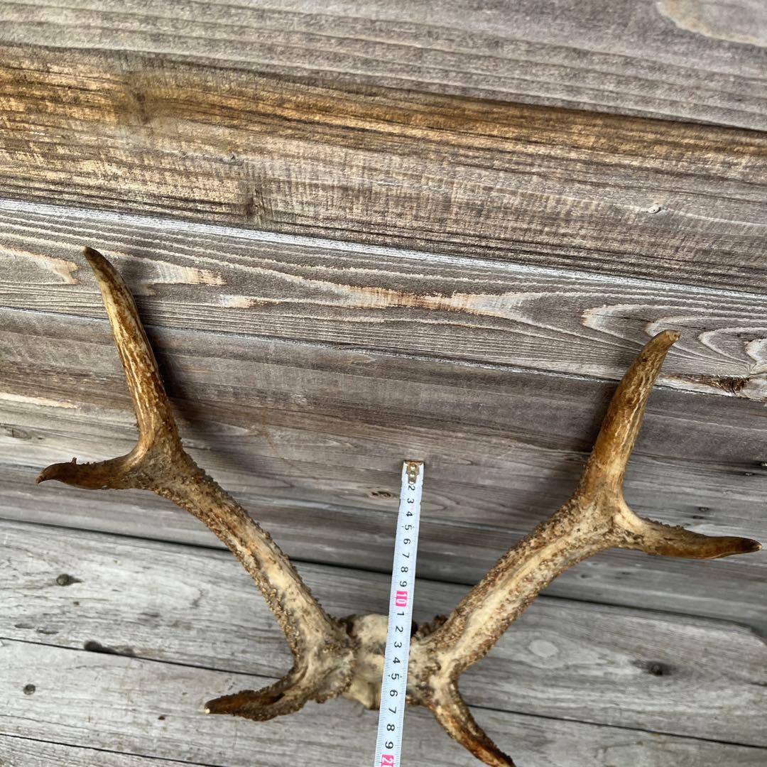 ヴィンテージ鹿ツノ