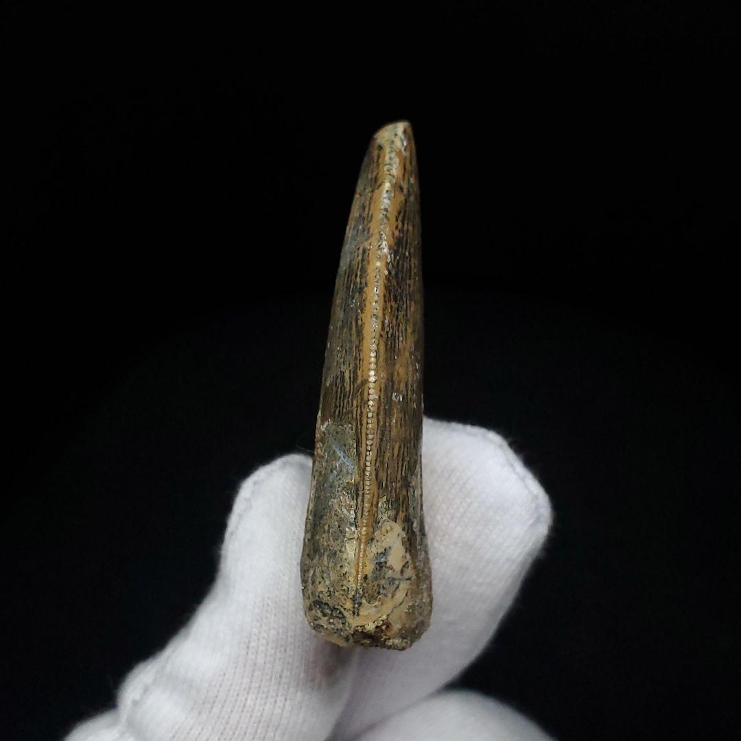 極上 カルカロドントサウルス 歯 化石 本物 モロッコ 42.92mm fca6