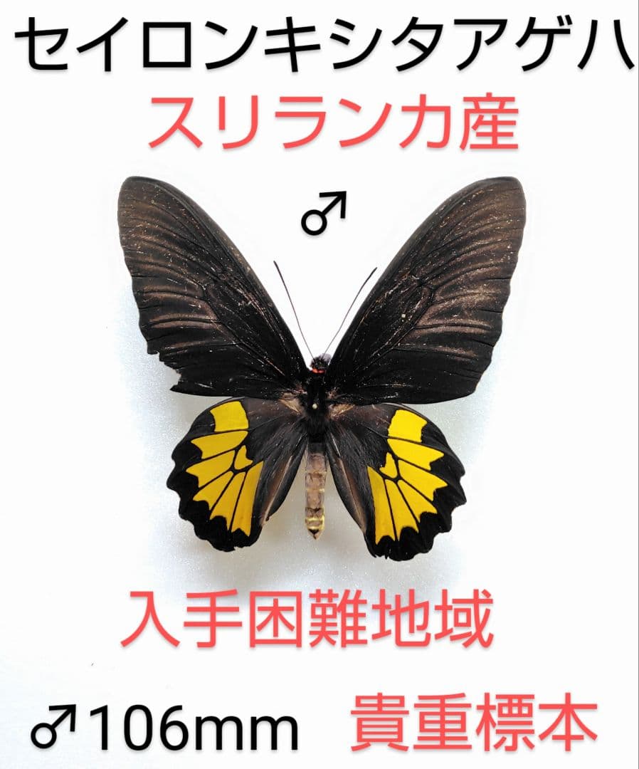 セイロンキシタアゲハ♂標本★スリランカ★ 106mm入手困難エリア鮮度抜群