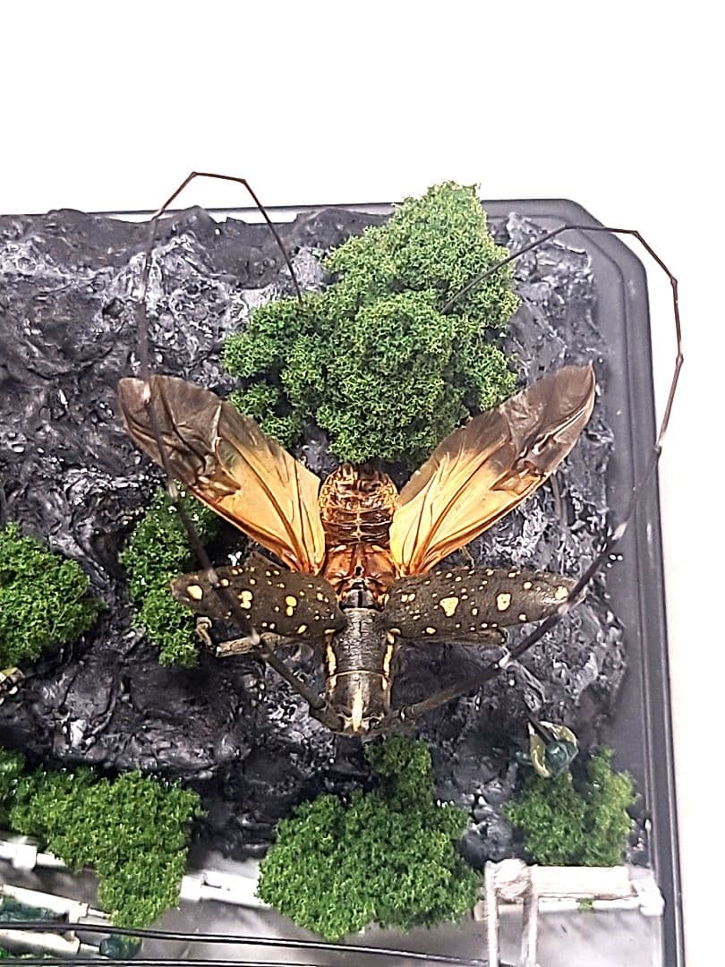 カミキリムシ　立体標本