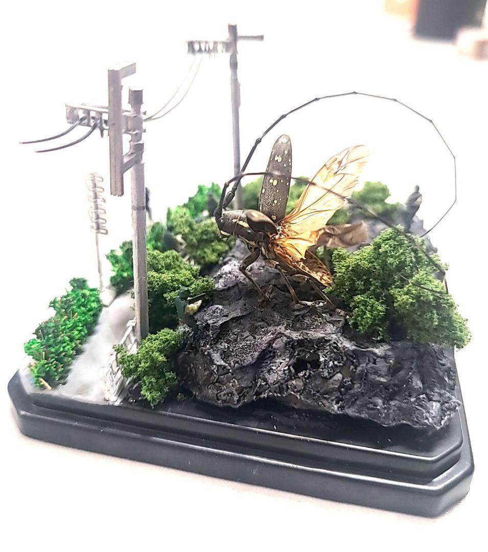 カミキリムシ　立体標本