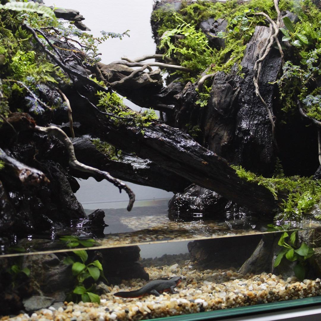 ☆Mii☆プロフ読んで下さい★　アクアテラリウム　イモリウム