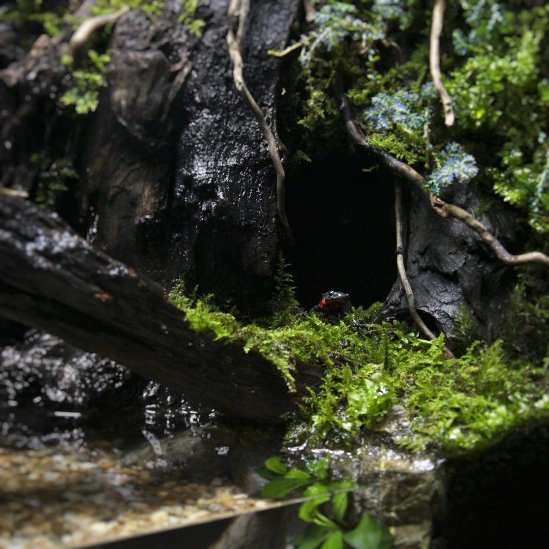 ☆Mii☆プロフ読んで下さい★　アクアテラリウム　イモリウム