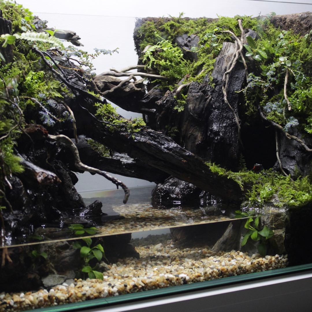 ☆Mii☆プロフ読んで下さい★　アクアテラリウム　イモリウム