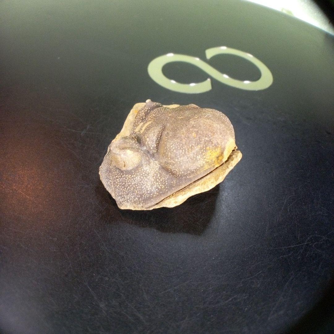 三葉虫　南米産　化石　fossil　ボリビア産　trilobite　南米化石郡⑦
