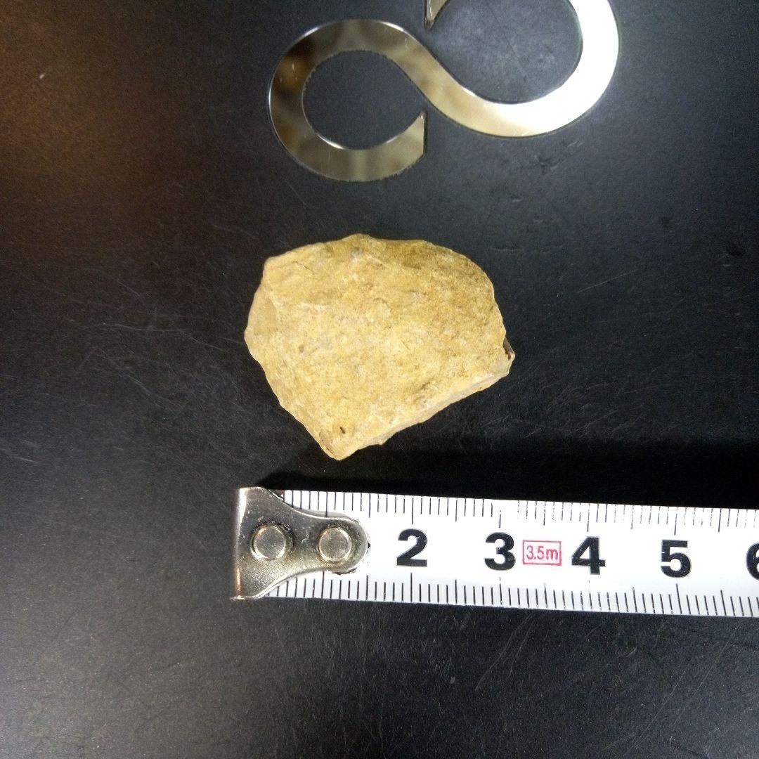 三葉虫　南米産　化石　fossil　ボリビア産　trilobite　南米化石郡⑦