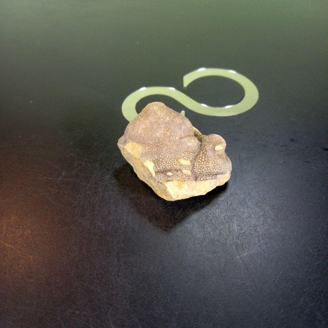 三葉虫　南米産　化石　fossil　ボリビア産　trilobite　南米化石郡⑦