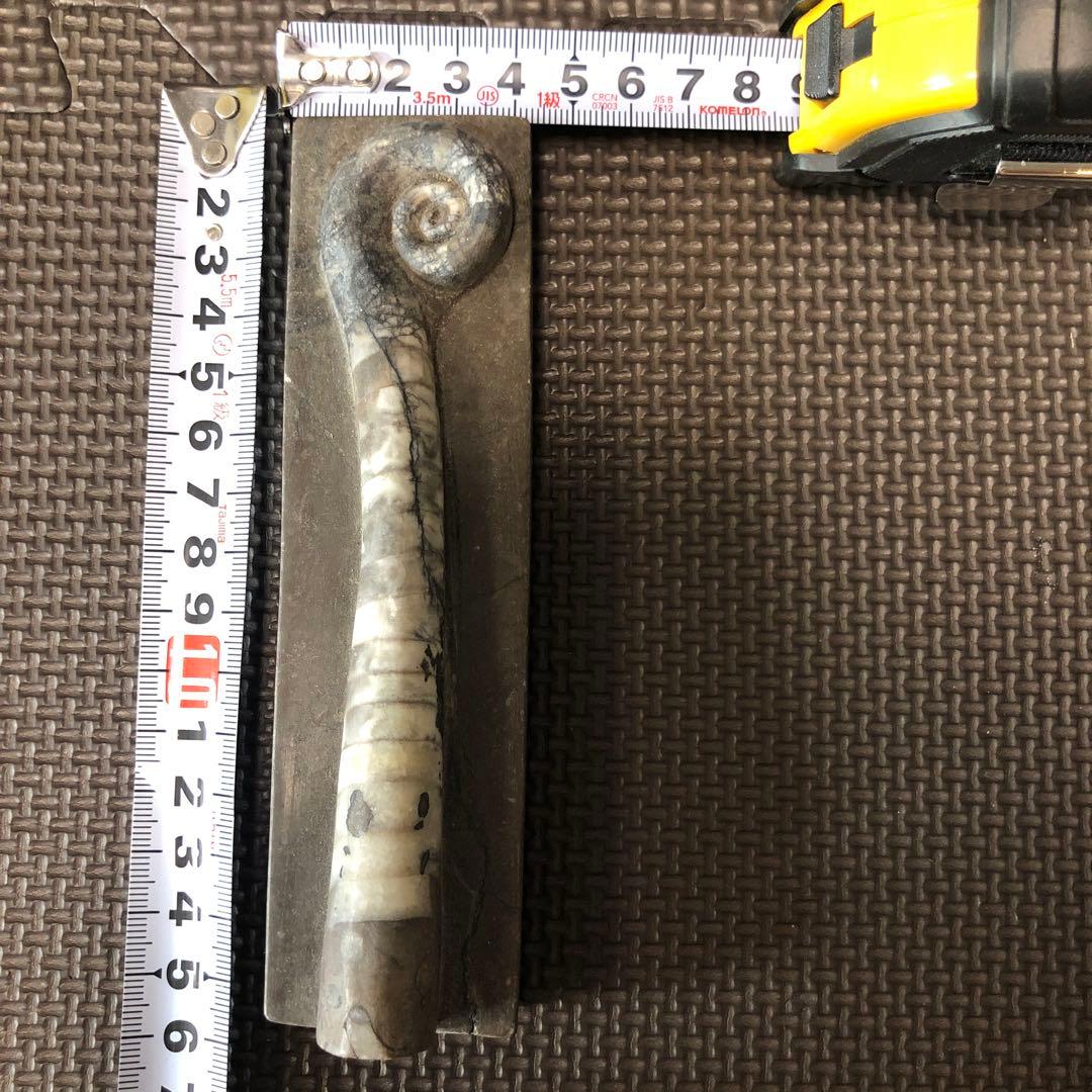 謎の化石(リツイテスと思われる)