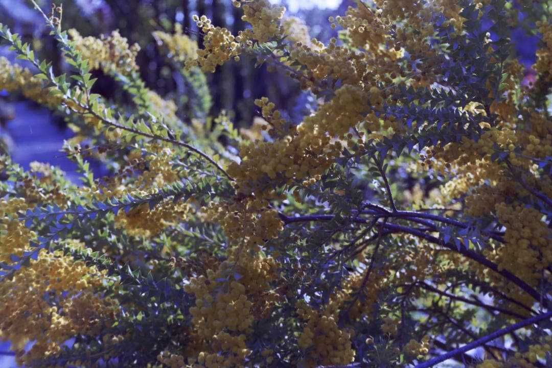 実写確認済！IHAGEE Exa 一眼レフ オールドカメラ 世界初一眼レフ