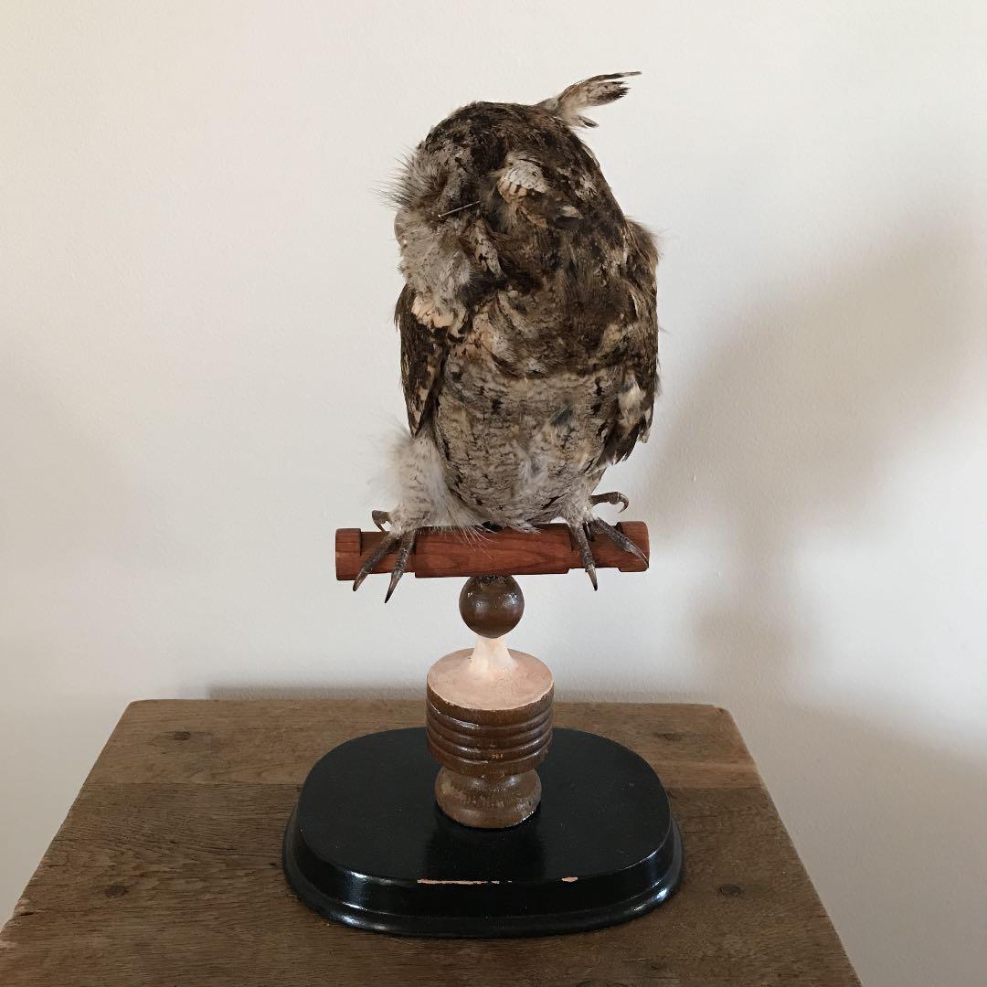 ビンテージ アンティーク　アトリエ　鳥オブジェ　レトロ　理科室