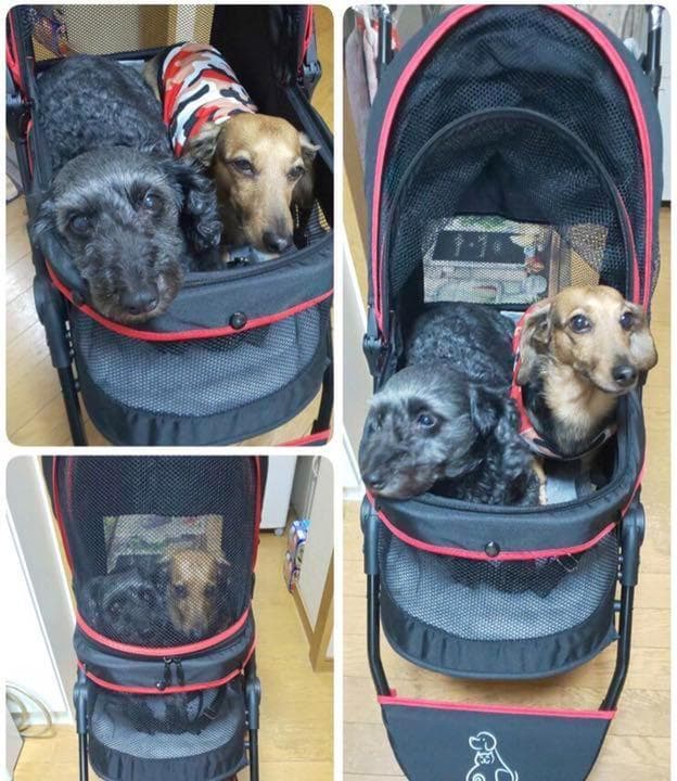 ❤3輪で小回り抜群❣高さがあり空間広々で開放感抜群♪❤安全装置付☆ペットカート