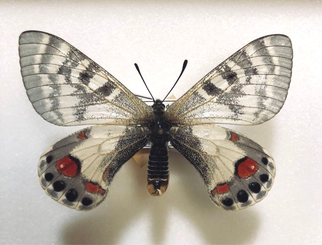 蝶標本　チャールトンウスバ　ペア