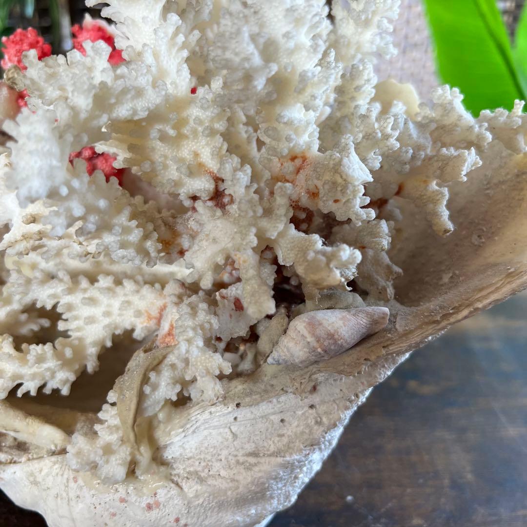超特大 珊瑚 サンゴ コーラル ピンク オブジェ インテリア 貝