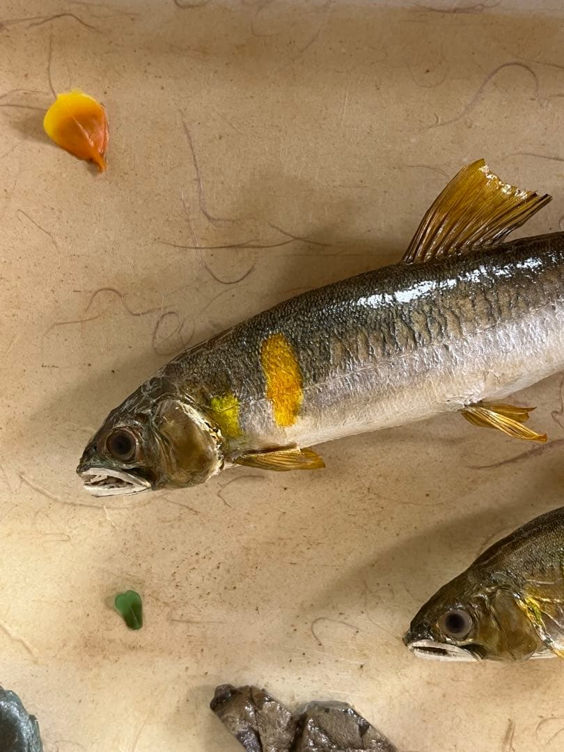 アユ　鮎の剥製　壁掛け