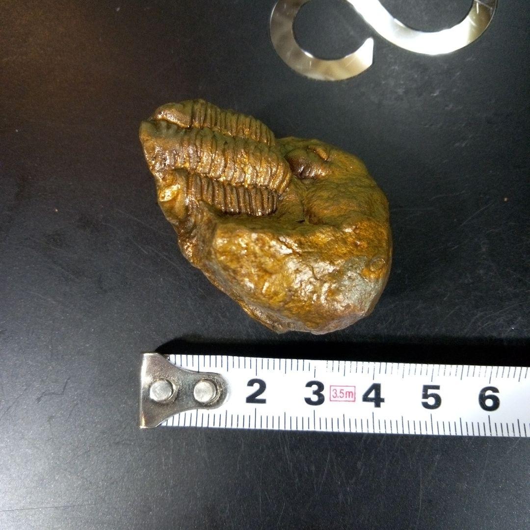 三葉虫　化石　fossil　ボリビア産　レア　Fossil管理④