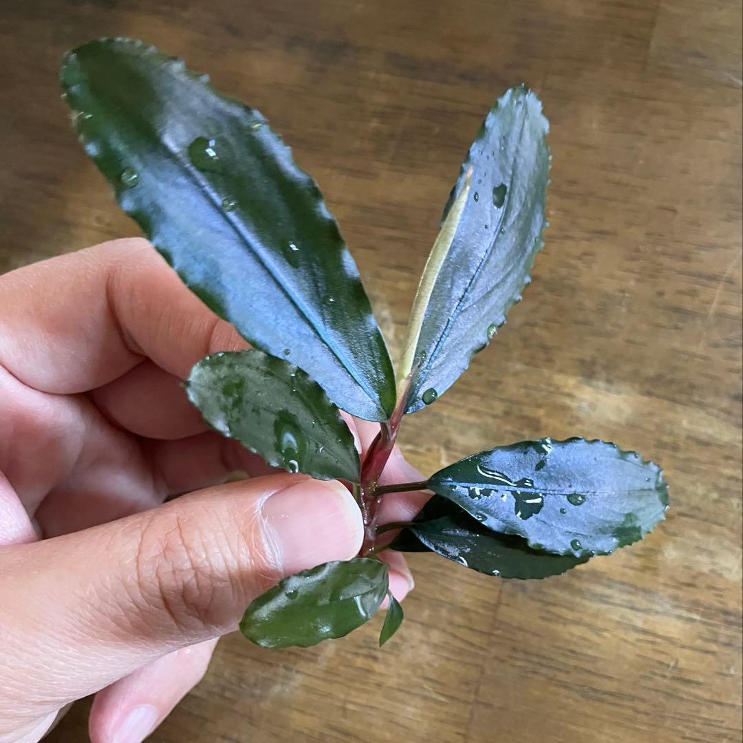 【KN便 】ブセファランドsp.ウィリッセス (2012年入荷)