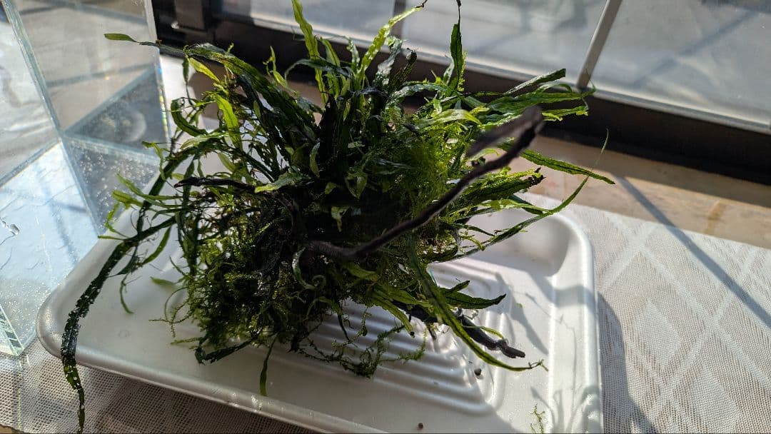 ミクロソリウム本ナロー大株、ウィーピングモス自然活着のとても特徴がある枝流木