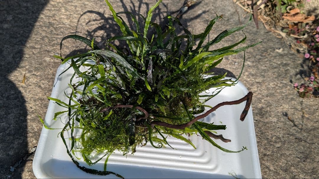 ミクロソリウム本ナロー大株、ウィーピングモス自然活着のとても特徴がある枝流木