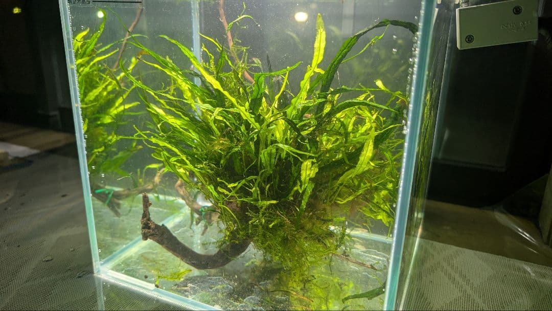 ミクロソリウム本ナロー大株、ウィーピングモス自然活着のとても特徴がある枝流木