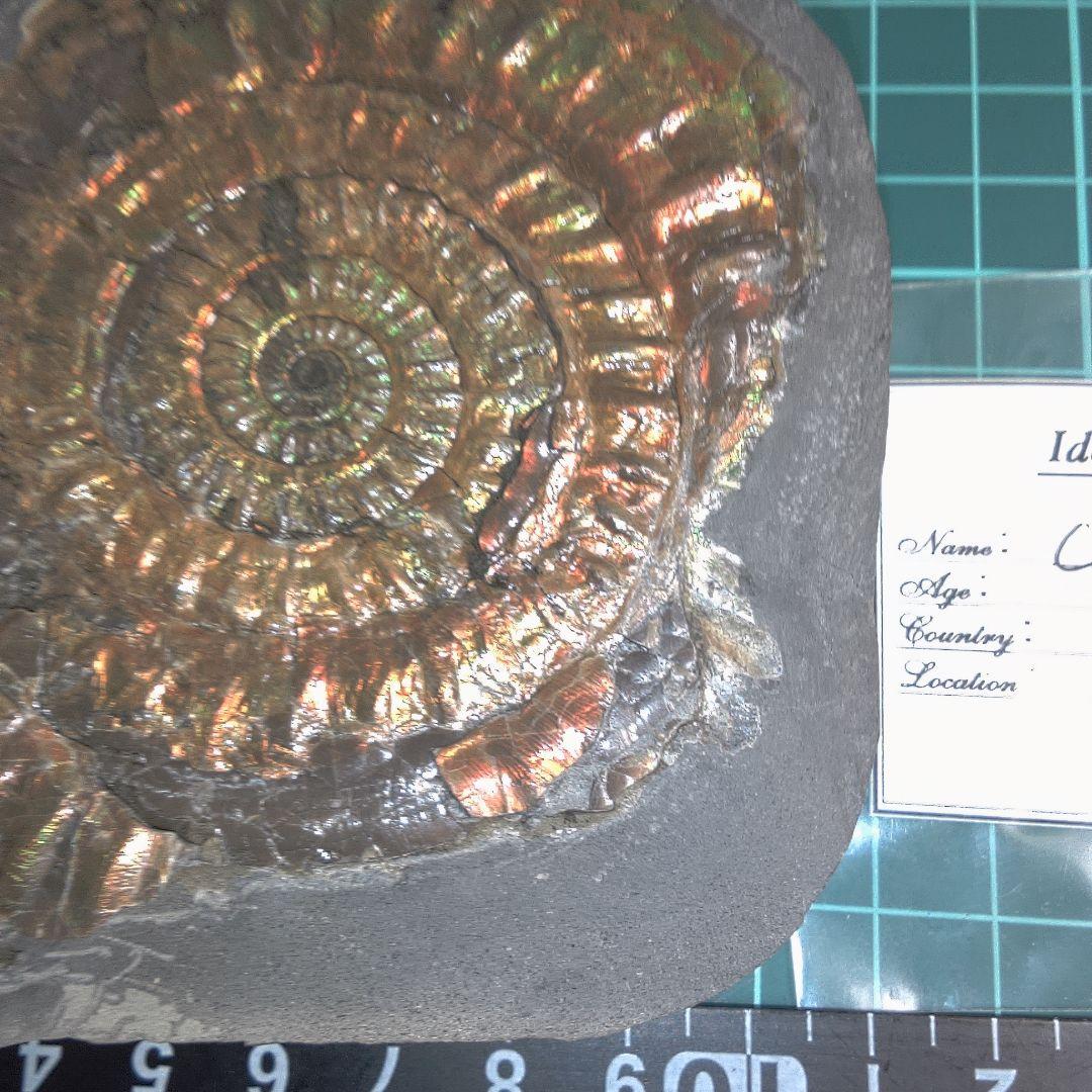 小物１ Caloceras Johnstoni 化石 ジュラ紀