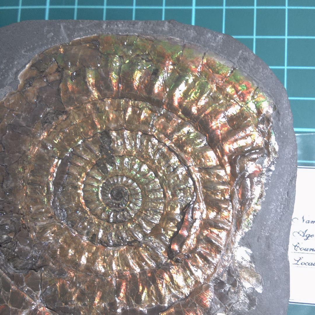 小物１ Caloceras Johnstoni 化石 ジュラ紀