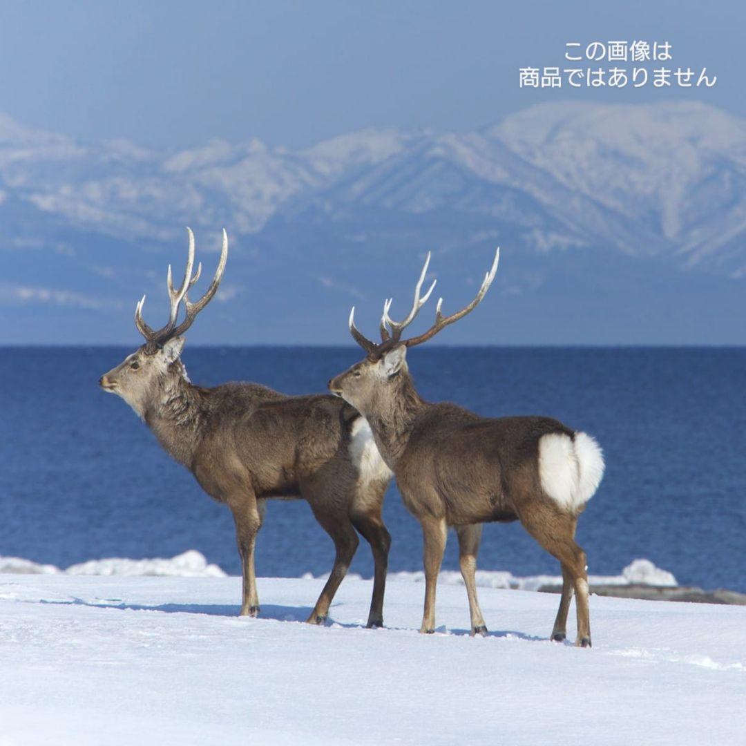 [あ]えぞ鹿の角 愛犬のおもちゃ