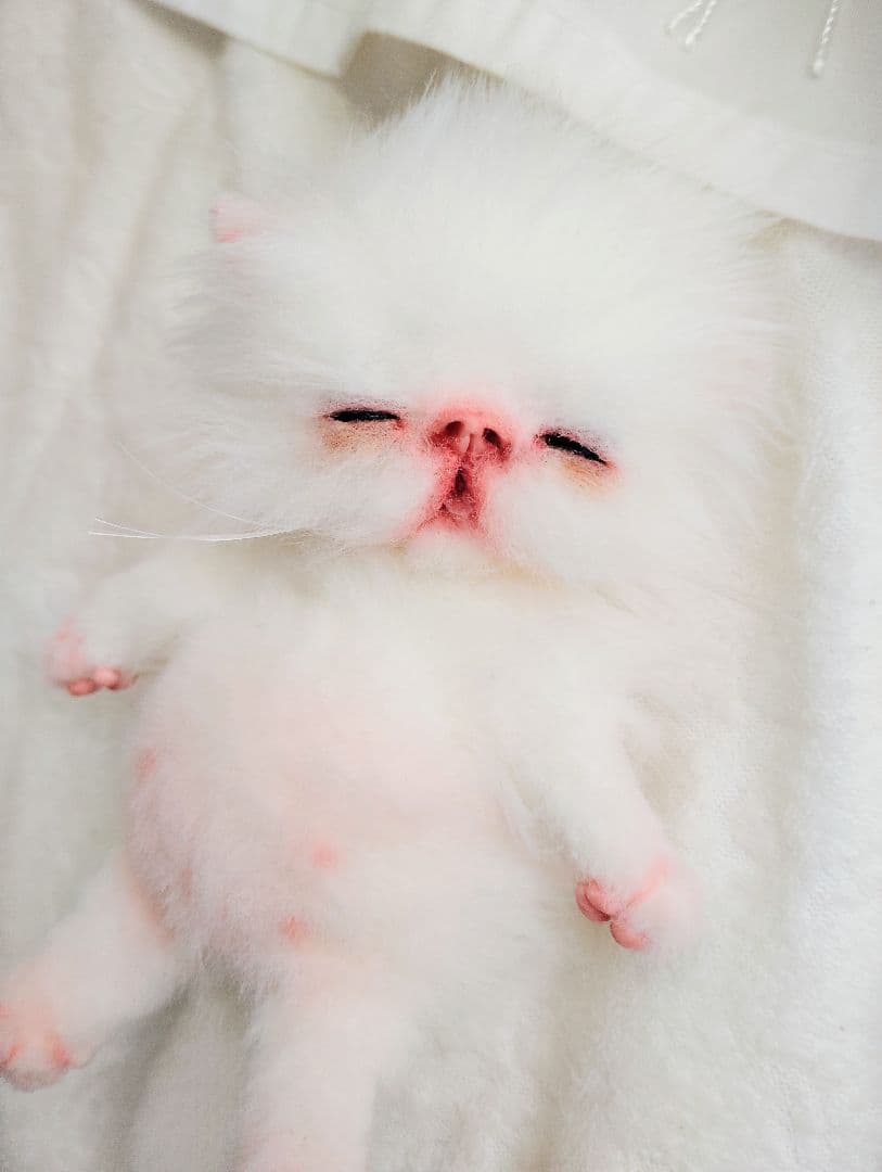 ach様❤オーダー♡生後15日お腹ぽっこり子猫ちゃん♡アートドール♡ぬいぐるみ♡