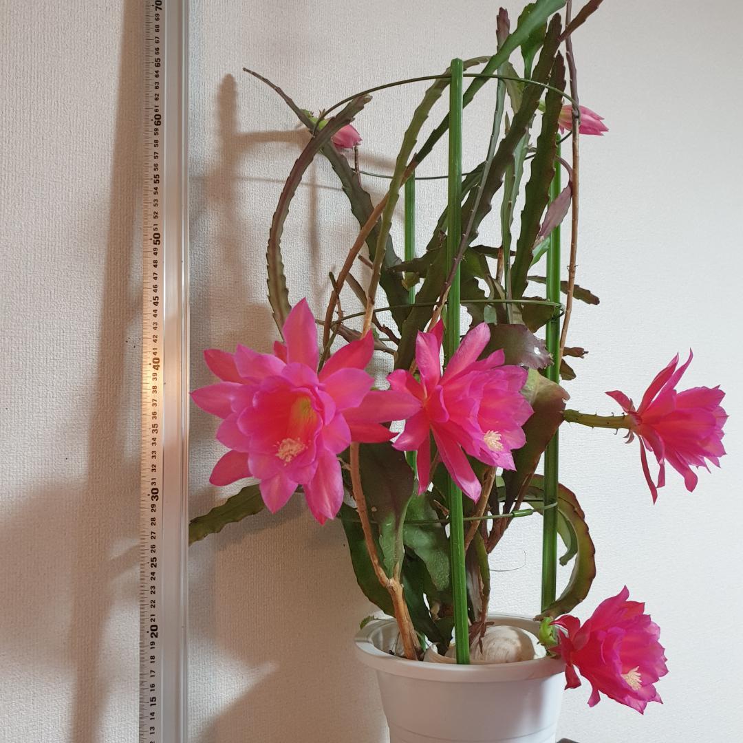 CocoDory様 孔雀サボテン 抜き苗