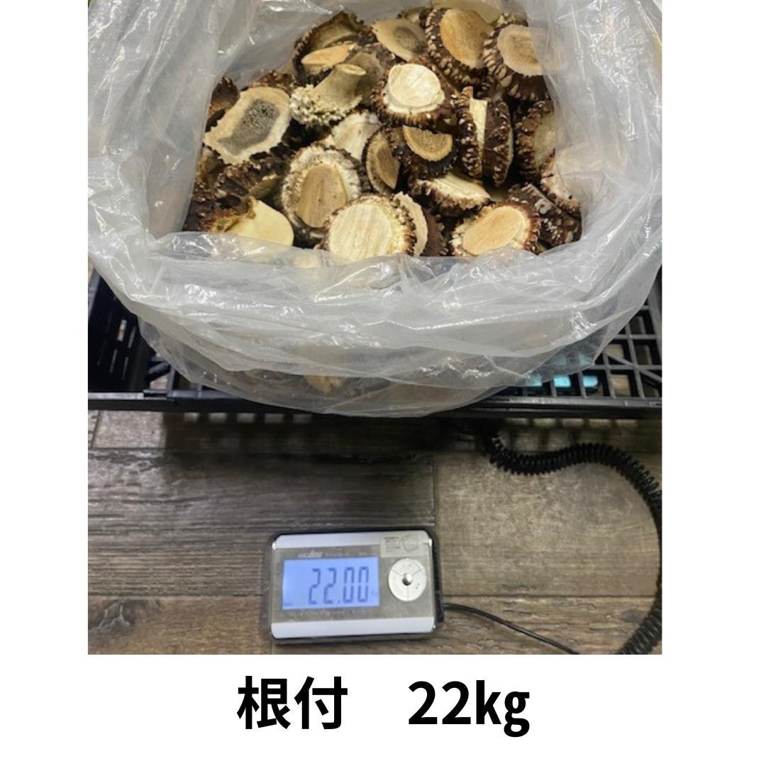 北海道産シカ角おやつ 29kg　(根付・先端）