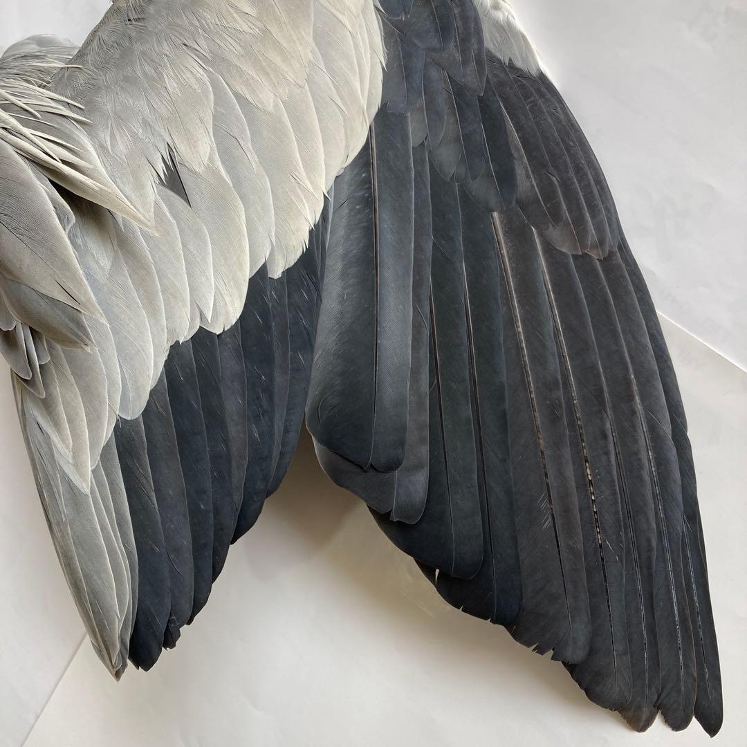 アオサギの翼標本と尾標本　鳥の羽根