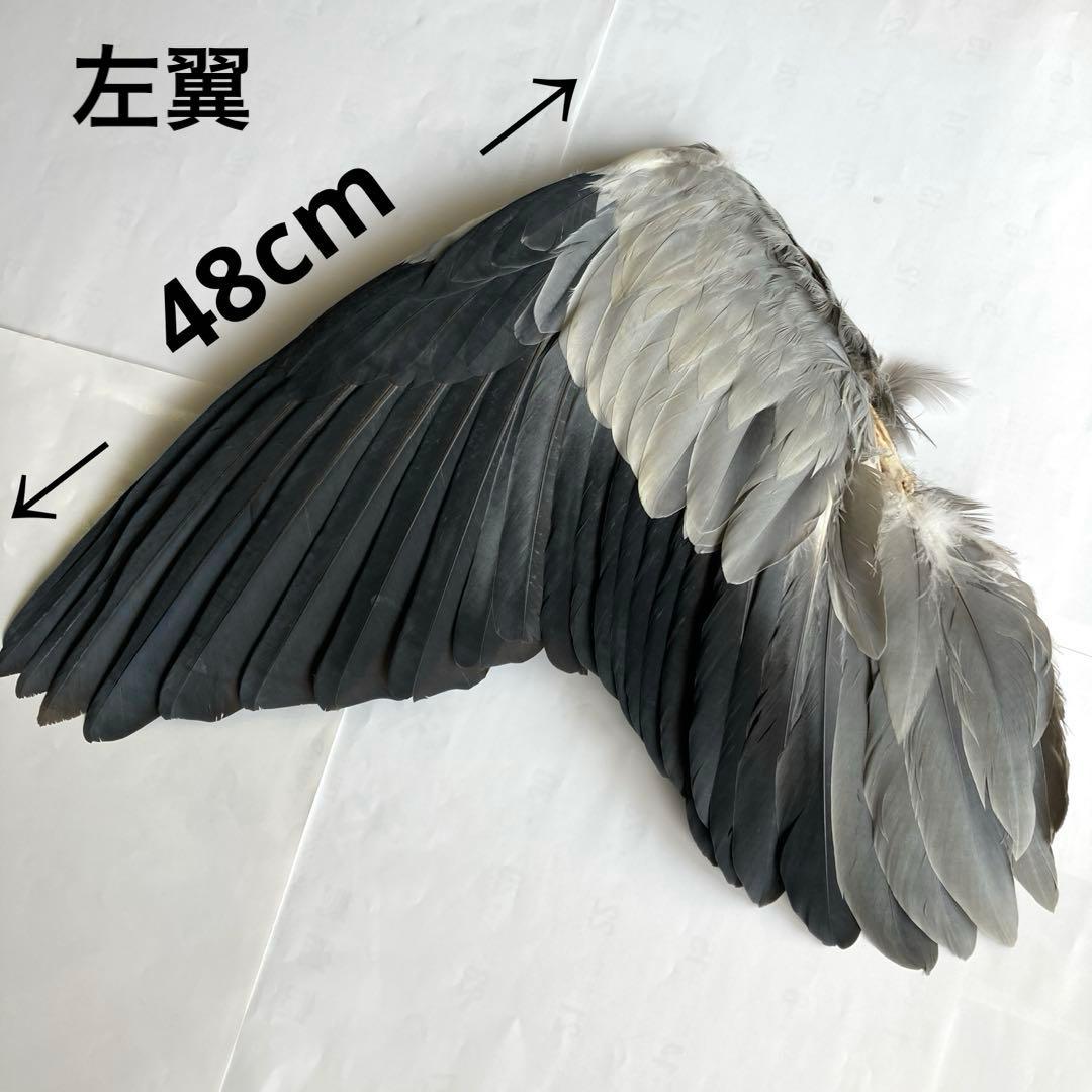 アオサギの翼標本と尾標本　鳥の羽根