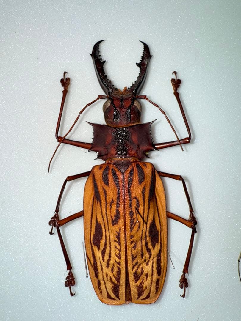 【標本】【美麗】オオキバウスバカミキリ