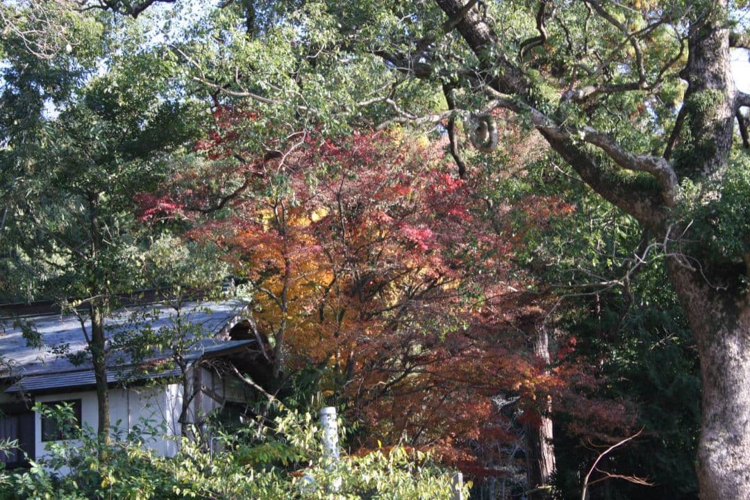 ショウゴ様　　CANON　EOS40D ダブルレンズ♥初心者　キャノン♥超望遠♥