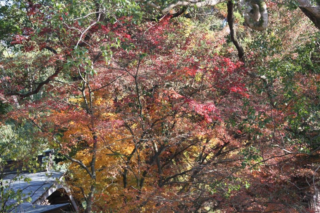 ショウゴ様　　CANON　EOS40D ダブルレンズ♥初心者　キャノン♥超望遠♥