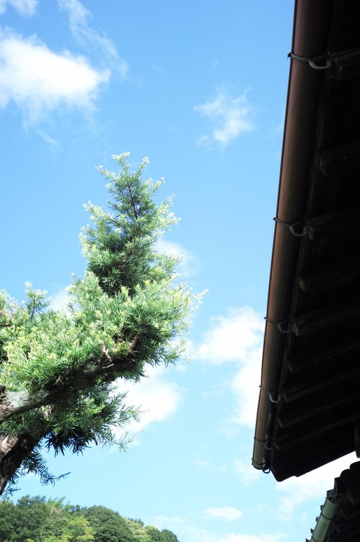 【1/3まで】トリウムズミクロン 50mm F2 沈胴 Summicron