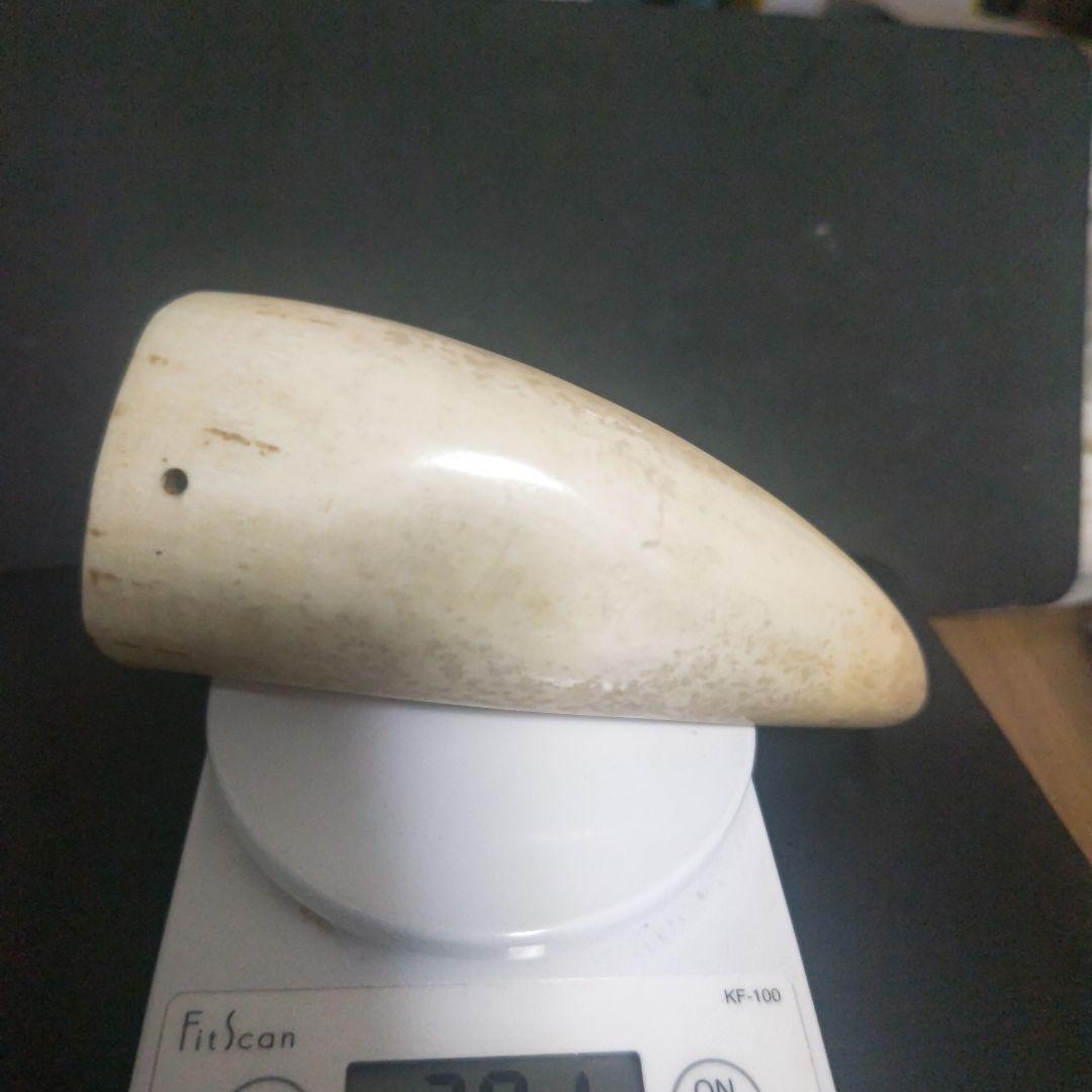 鯨 鯨の歯 マッコウクジラ 鯨歯 2 本