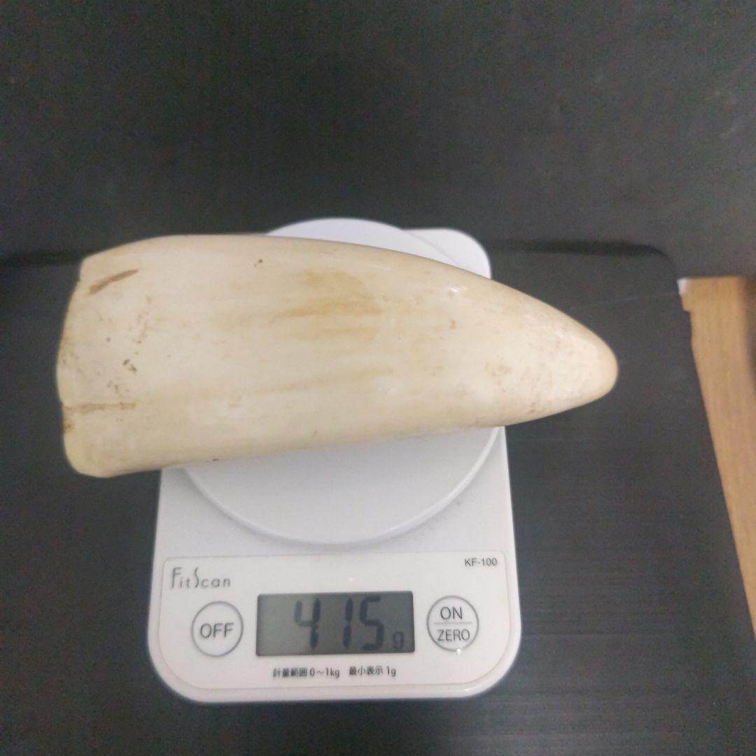 鯨 鯨の歯 マッコウクジラ 鯨歯 2 本