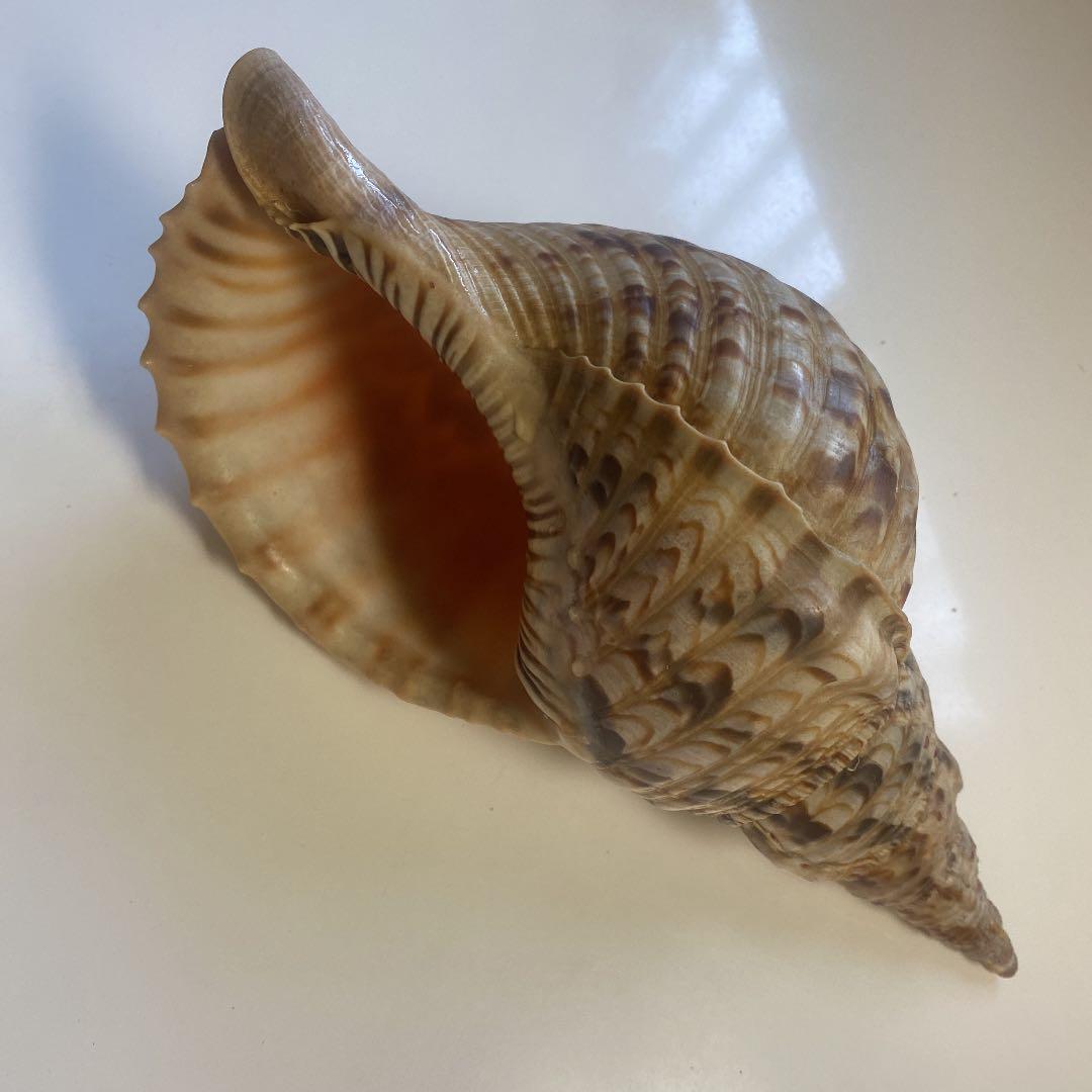 ホラ貝　法螺貝　天然　26cm