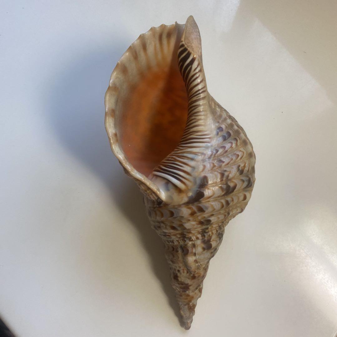ホラ貝　法螺貝　天然　26cm