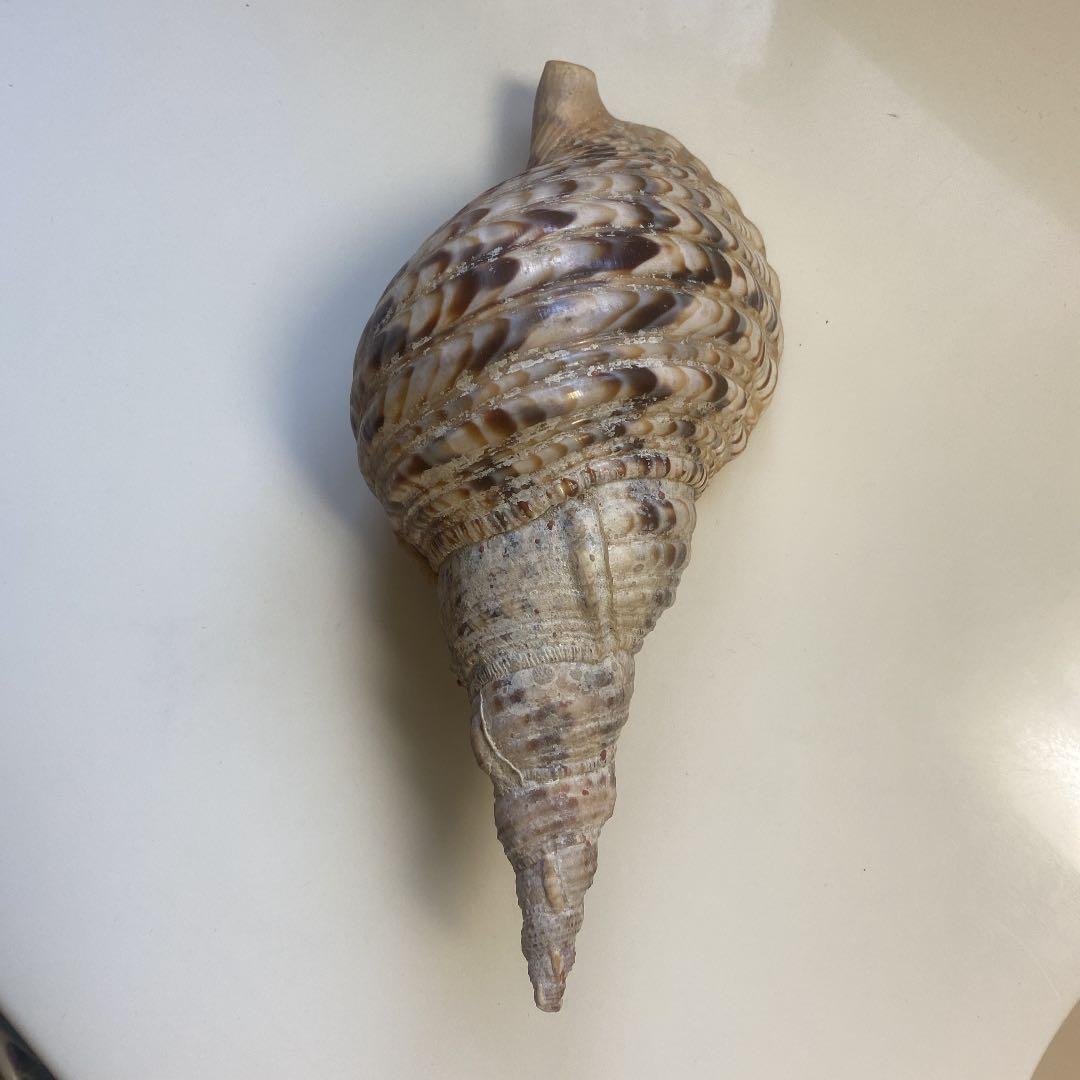 ホラ貝　法螺貝　天然　26cm