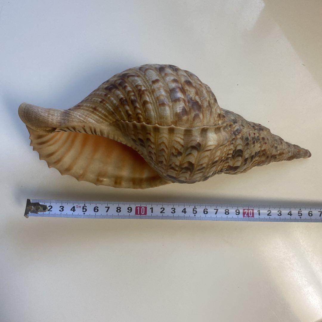 ホラ貝　法螺貝　天然　26cm