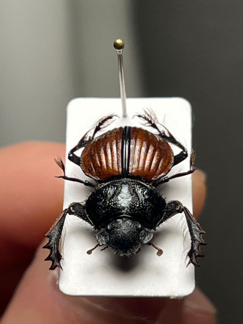 【属内入門種】Pachysoma denticollis パキソマ フンチュウ