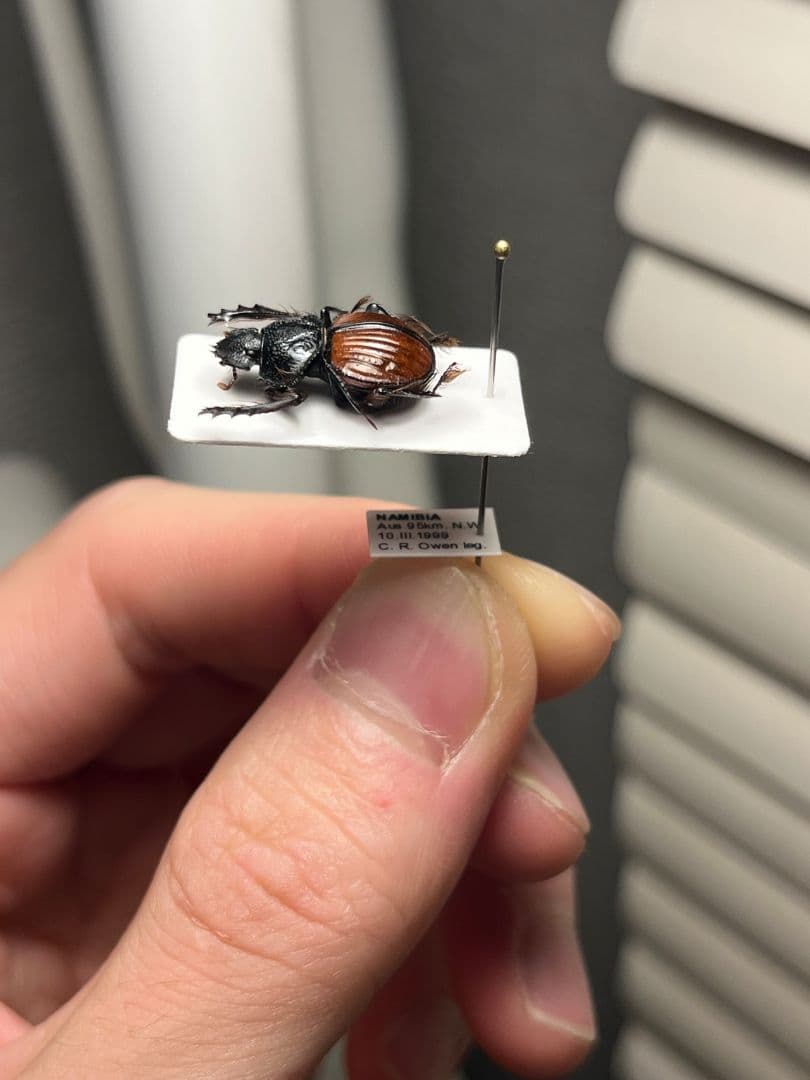 【属内入門種】Pachysoma denticollis パキソマ フンチュウ