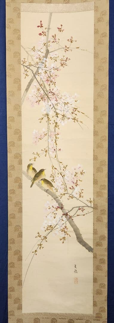 【桜花目白図】今井景樹 2669 サクラにメジロ 共箱 掛け軸 肉筆