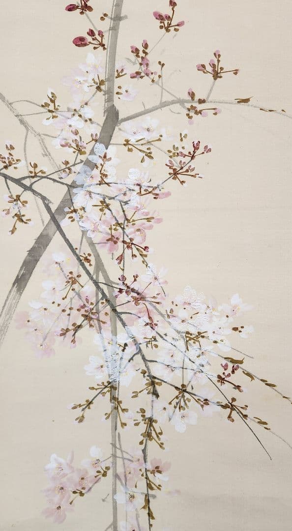 【桜花目白図】今井景樹 2669 サクラにメジロ 共箱 掛け軸 肉筆