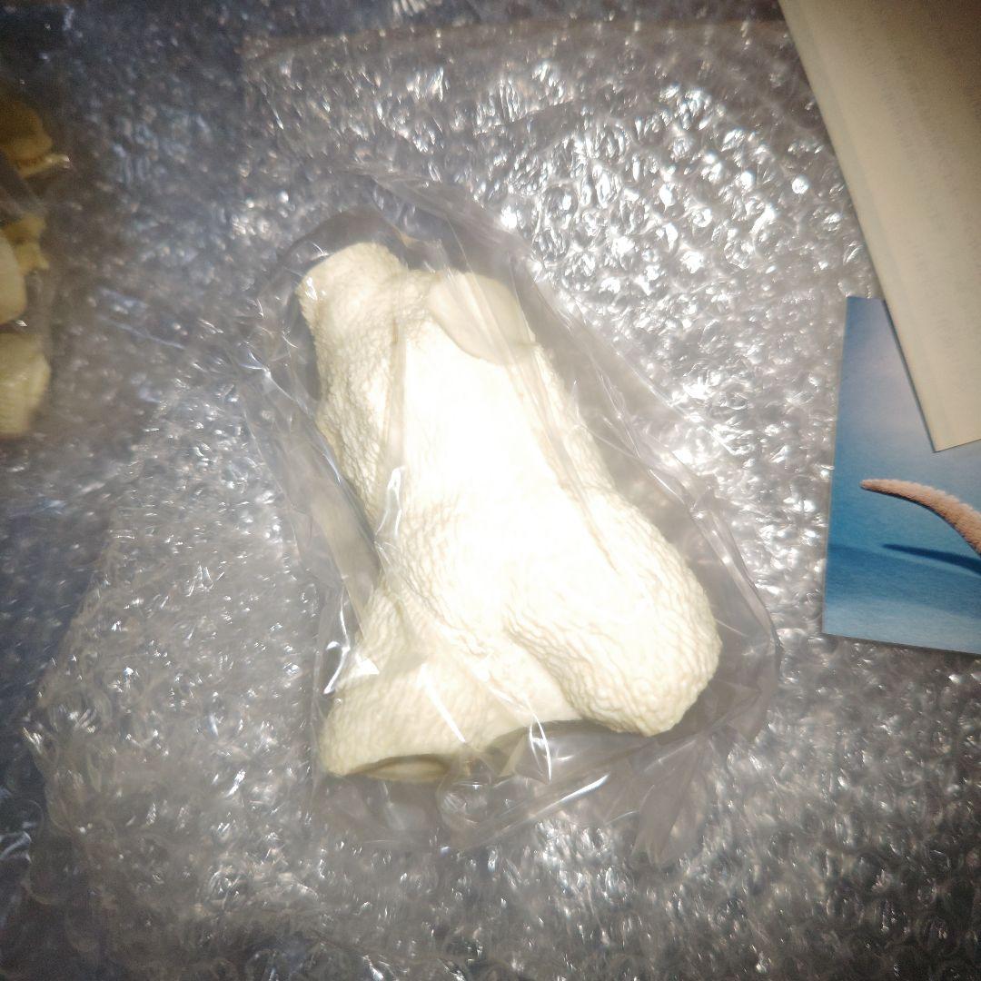 ゴジラ　酒井ゆうじ造型工房　南海ゴジラ出現　ガレージキット　未組立